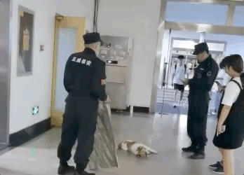 校犬在圖書館暴斃,保安正準備用麻袋收尸,結(jié)果……什么鬼哈哈哈