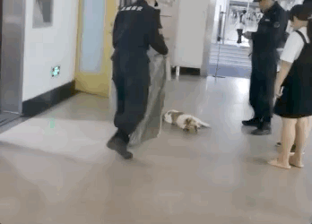 校犬在圖書館暴斃,保安正準備用麻袋收尸,結(jié)果……什么鬼哈哈哈