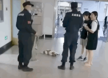 校犬在圖書館暴斃,保安正準備用麻袋收尸,結(jié)果……什么鬼哈哈哈