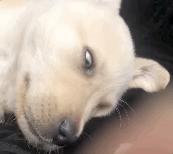 校犬在圖書館暴斃,保安正準備用麻袋收尸,結(jié)果……什么鬼哈哈哈