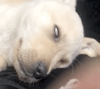 校犬在圖書館暴斃,保安正準備用麻袋收尸,結(jié)果……什么鬼哈哈哈