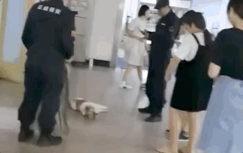 校犬在圖書館暴斃,保安正準備用麻袋收尸,結(jié)果……什么鬼哈哈哈