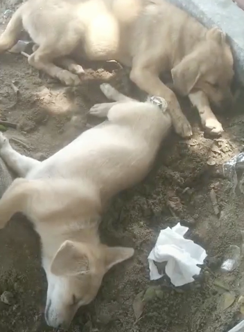 校犬在圖書館暴斃,保安正準備用麻袋收尸,結(jié)果……什么鬼哈哈哈