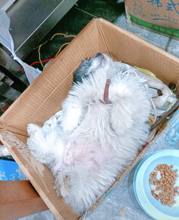 校犬在圖書館暴斃,保安正準備用麻袋收尸,結(jié)果……什么鬼哈哈哈