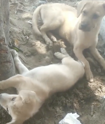 校犬在圖書館暴斃,保安正準備用麻袋收尸,結(jié)果……什么鬼哈哈哈