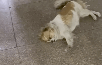 校犬在圖書館暴斃,保安正準備用麻袋收尸,結(jié)果……什么鬼哈哈哈