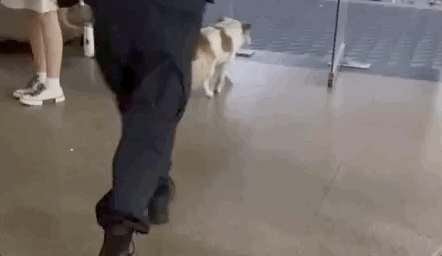 校犬在圖書館暴斃,保安正準備用麻袋收尸,結(jié)果……什么鬼哈哈哈