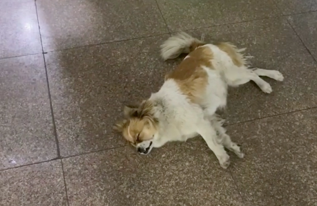校犬在圖書館暴斃,保安正準備用麻袋收尸,結(jié)果……什么鬼哈哈哈