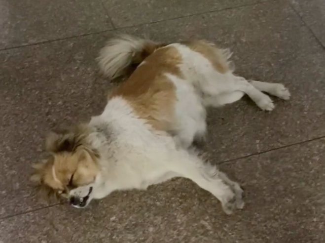 校犬在圖書館暴斃,保安正準備用麻袋收尸,結(jié)果……什么鬼哈哈哈
