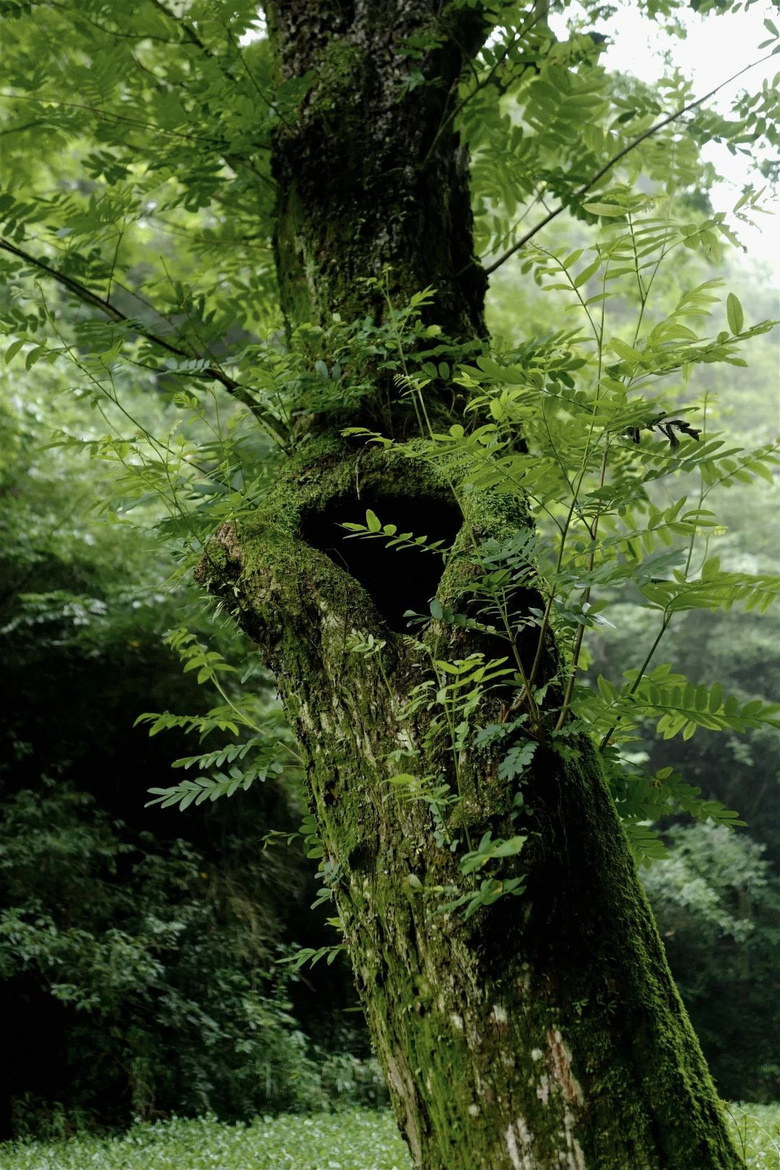 花了三天在西湖找“碑”,告訴你西湖最隱秘的角落都在哪!