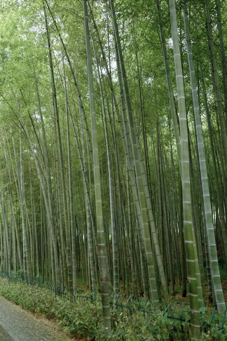 花了三天在西湖找“碑”,告訴你西湖最隱秘的角落都在哪!
