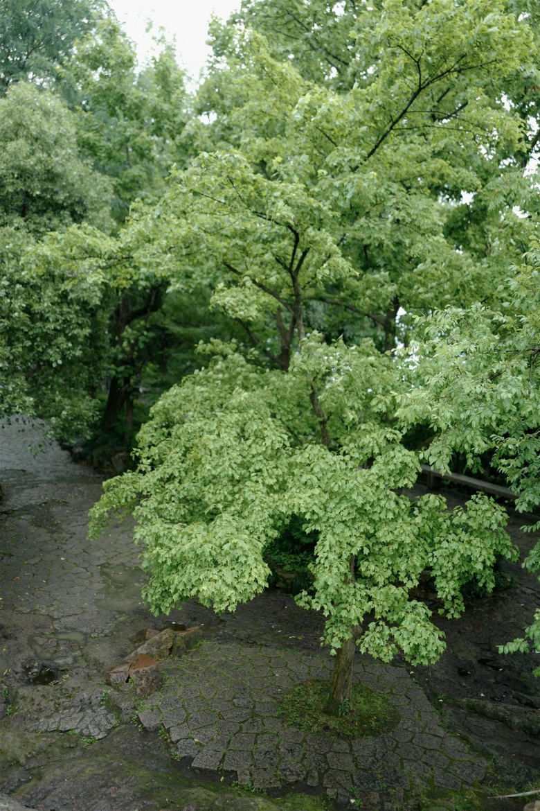花了三天在西湖找“碑”,告訴你西湖最隱秘的角落都在哪!