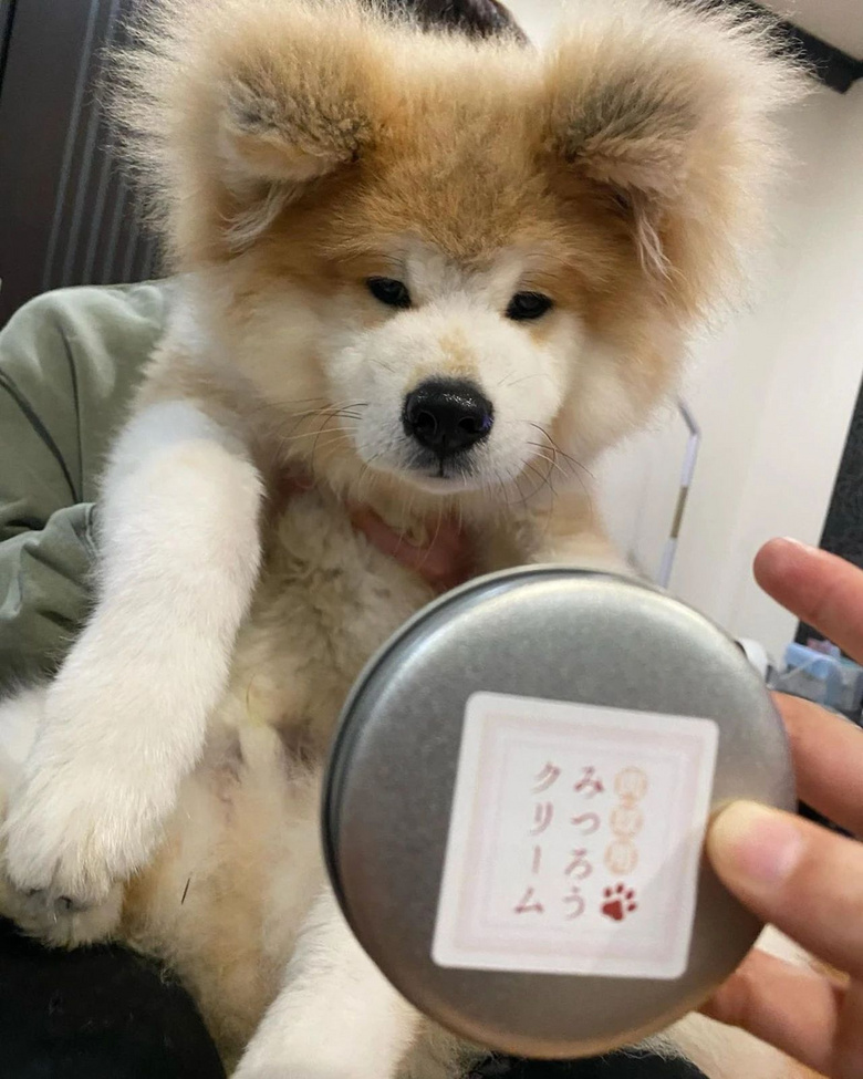 抱回家一只小萌狗,養(yǎng)了幾個月……怎么這么潦草!哈哈哈