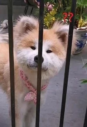 抱回家一只小萌狗,養(yǎng)了幾個月……怎么這么潦草!哈哈哈
