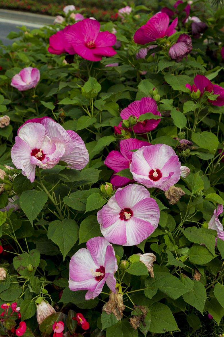 芙蓉葵,大花秋葵