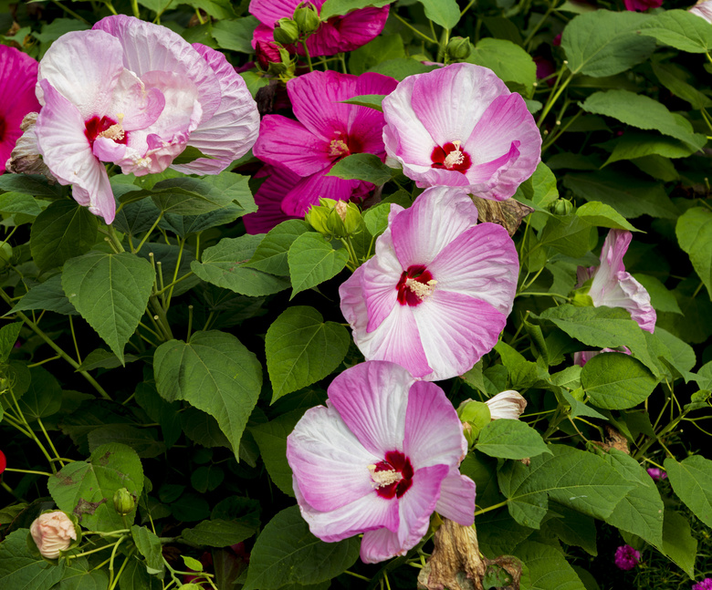 芙蓉葵,大花秋葵