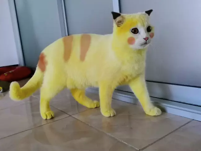 "撞见一只粉猫,以为有人虐猫了,结果…噗哈哈哈!