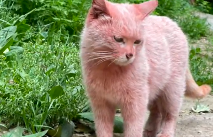 "撞见一只粉猫,以为有人虐猫了,结果…噗哈哈哈!