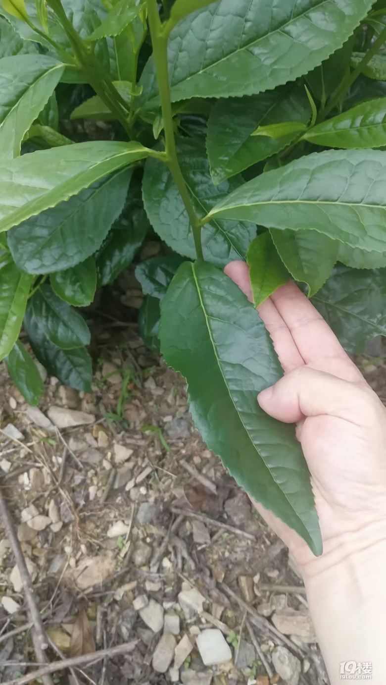 千岛海拔800-1200米,大叶鸠坑种野茶,霸道香气你喝过没