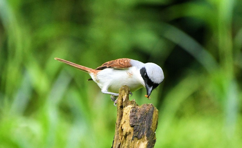 虎紋伯勞鳥