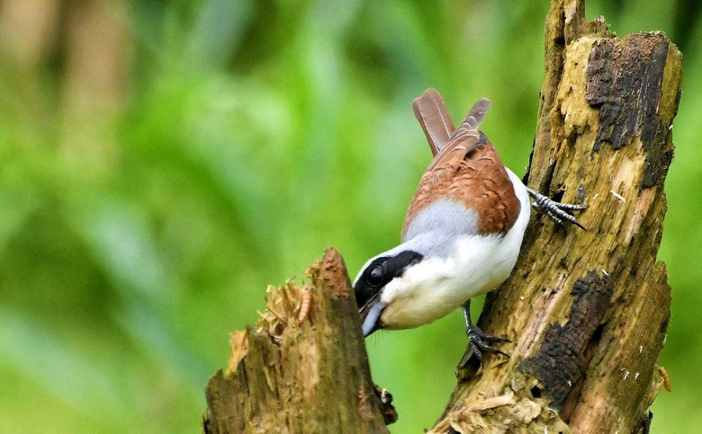 虎紋伯勞鳥