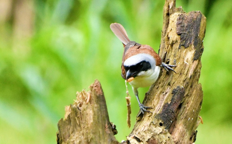 虎紋伯勞鳥