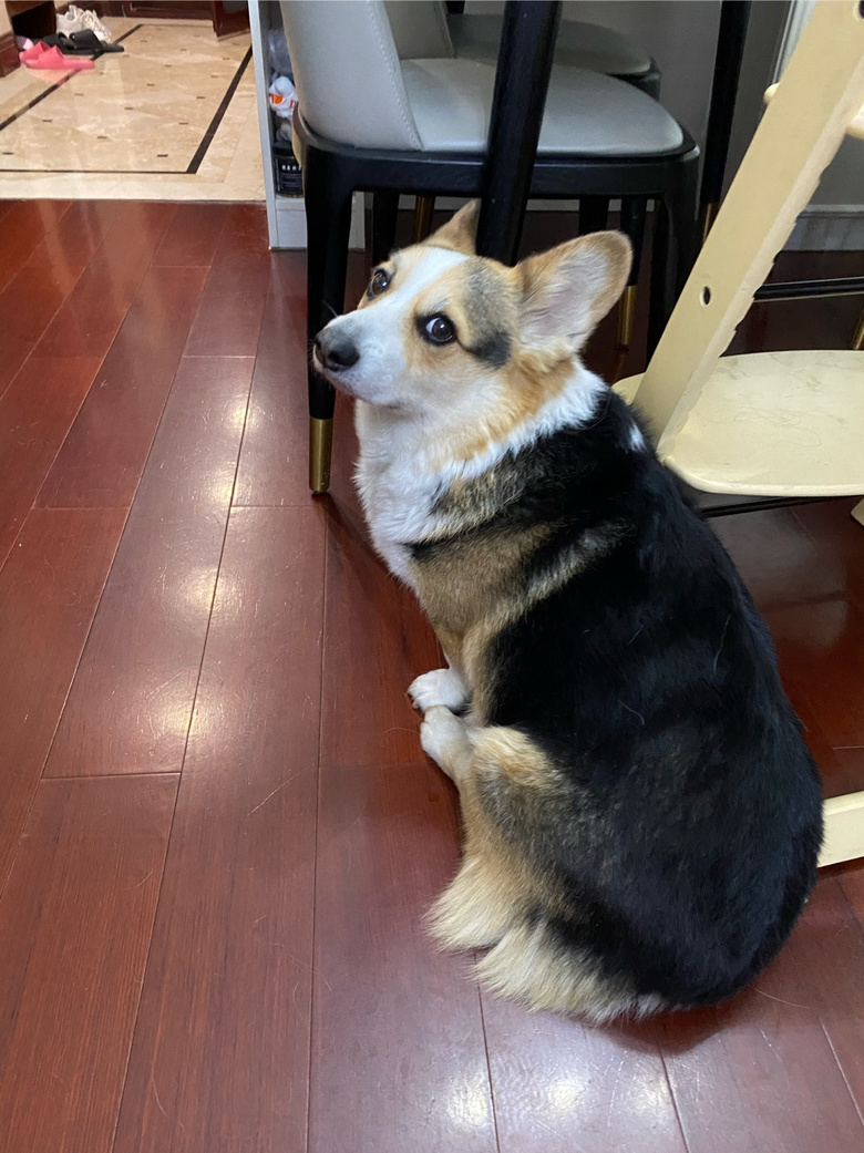 三色柯基免费送养