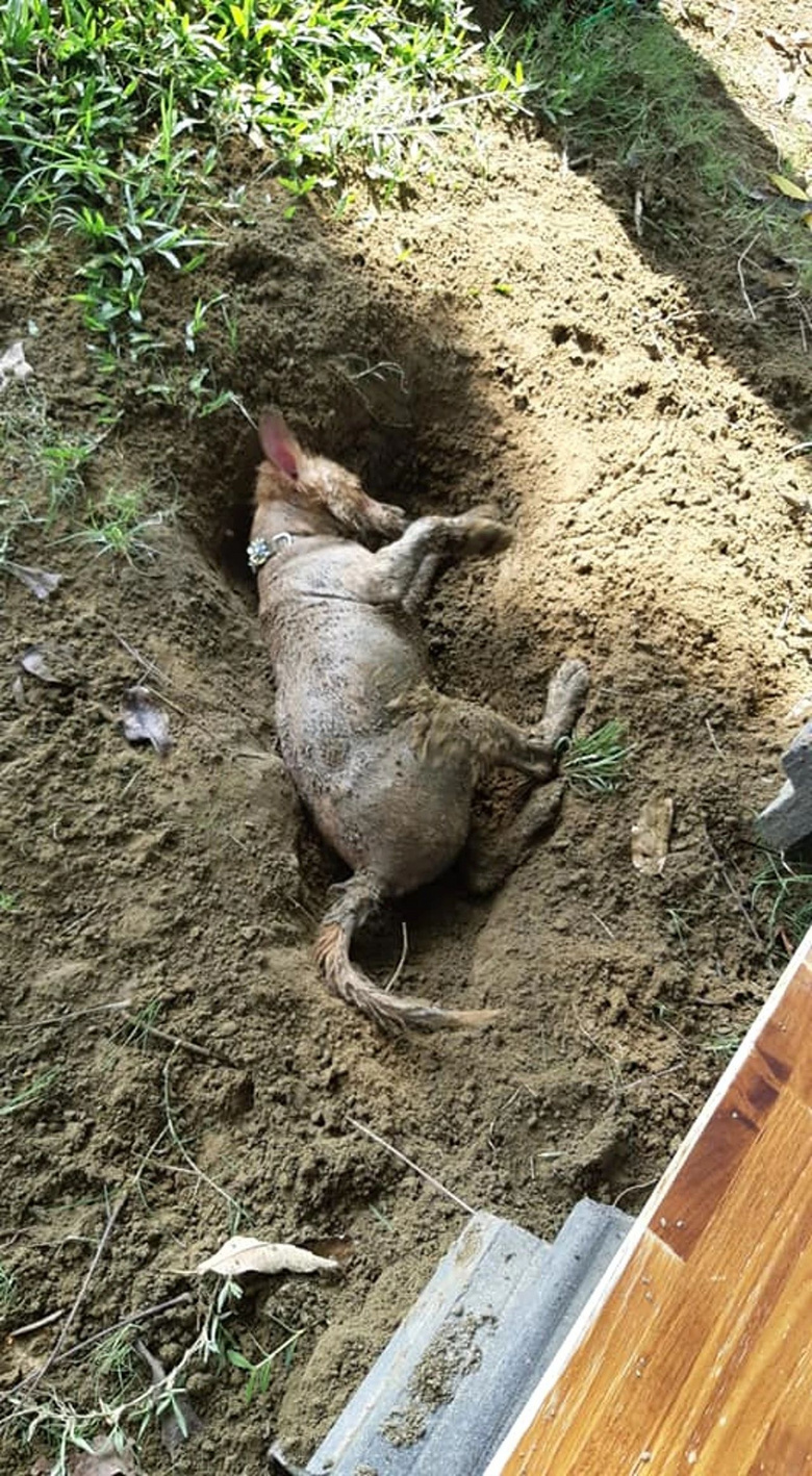 带狗子出门玩,结果……它差点把自己活埋了!