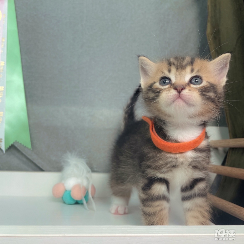 美短棕虎斑三花找家长