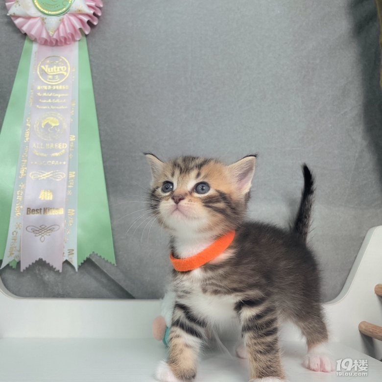 美短棕虎斑三花找家长