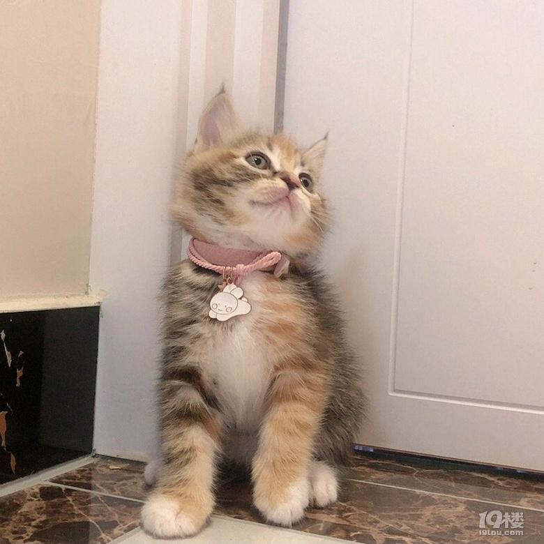 美短棕虎斑三花找家长