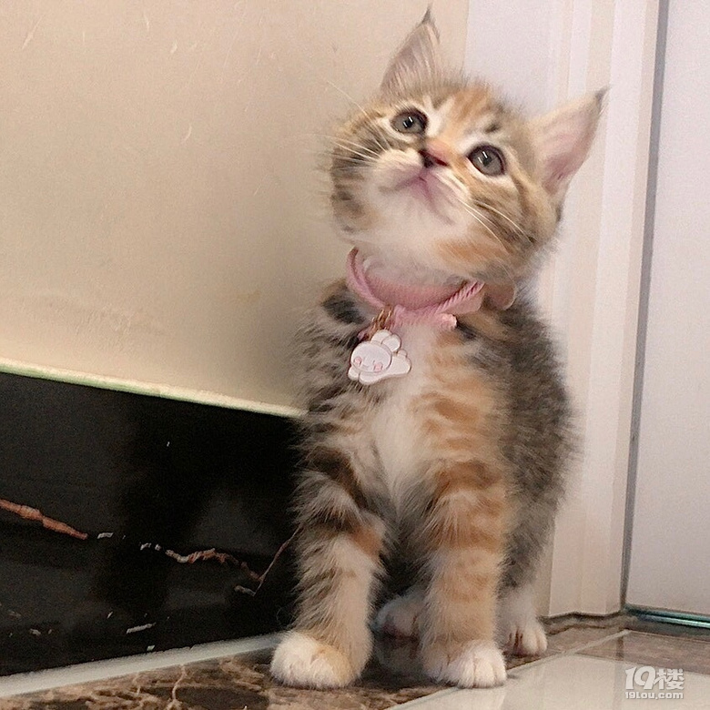 美短棕虎斑三花找家长