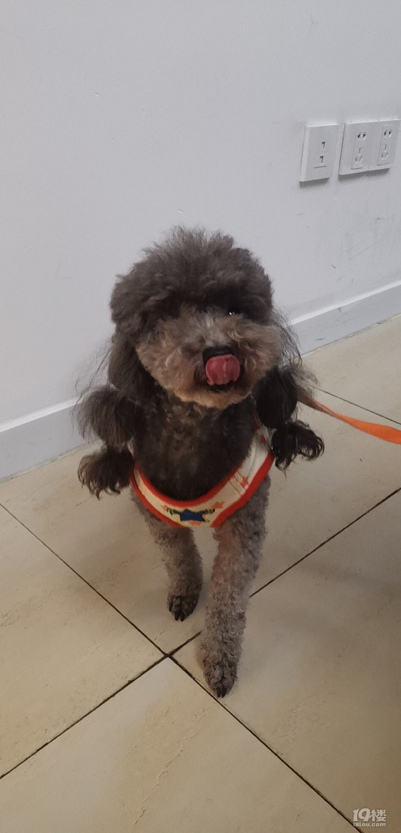 一只叫土豆的贵宾犬