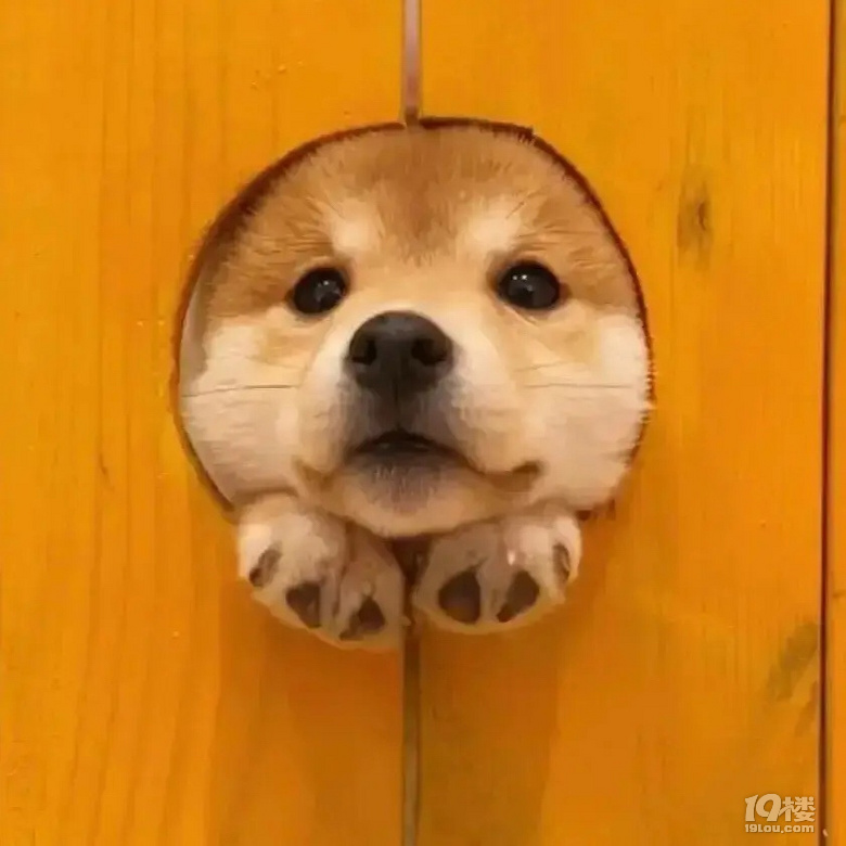 可爱狗狗表情