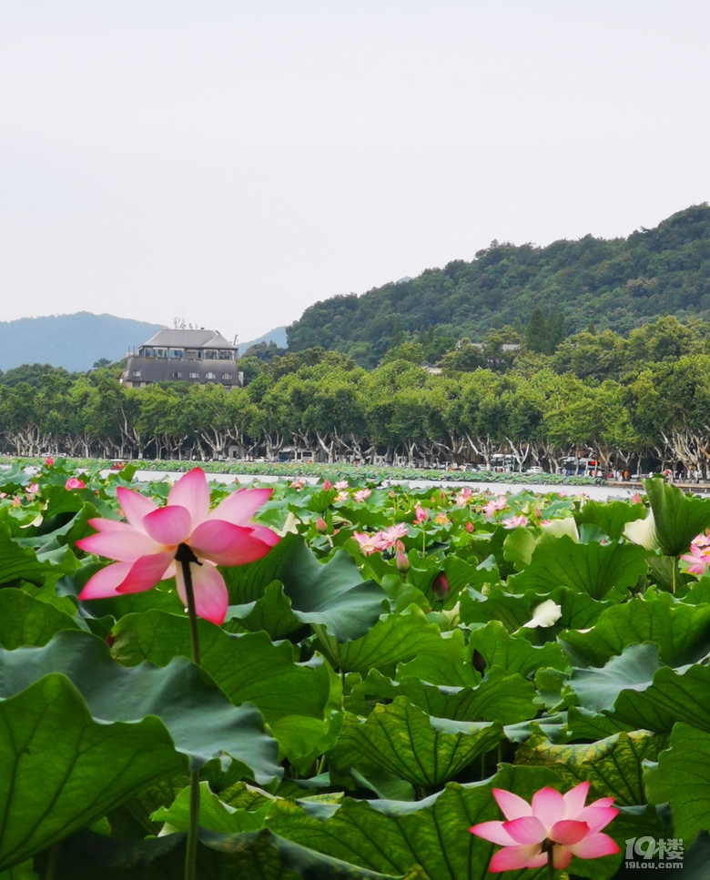 夏季的杭州西湖倾情