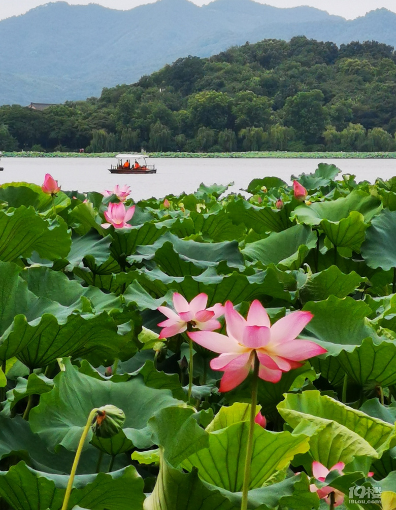 夏季的杭州西湖倾情