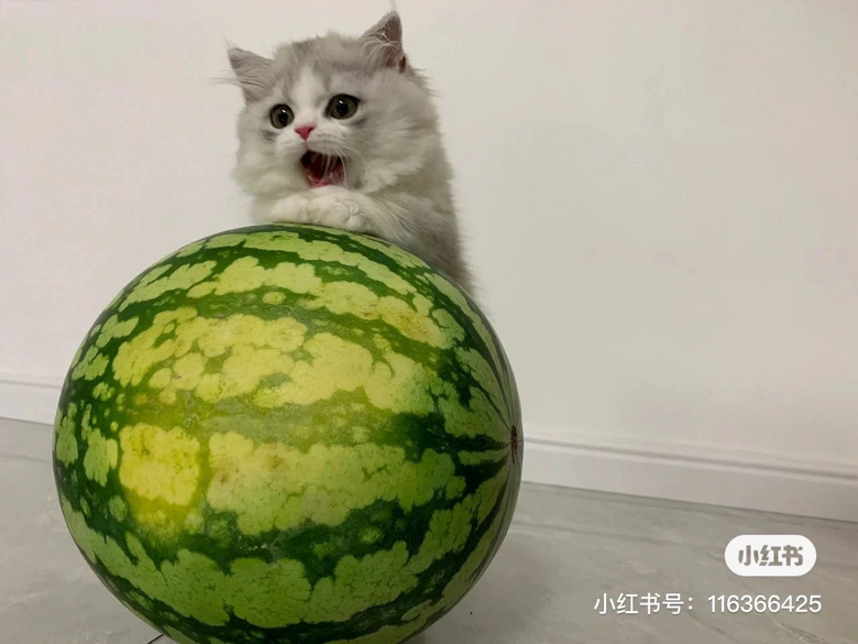 小猫咪独吞大西瓜,铲屎官:我该怎么办