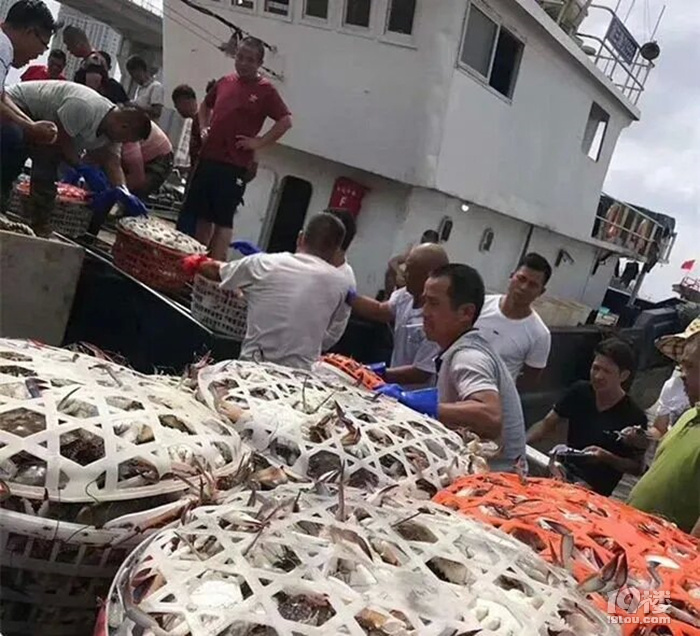 @所有人！久等了，开渔头批梭子蟹已上岸，饱满鲜美产地顺丰直发