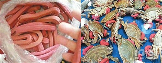 @所有人！久等了，开渔头批梭子蟹已上岸，饱满鲜美产地顺丰直发