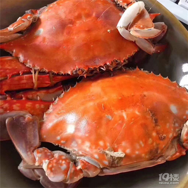 @所有人！久等了，开渔头批梭子蟹已上岸，饱满鲜美产地顺丰直发