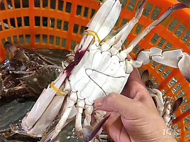 @所有人！久等了，开渔头批梭子蟹已上岸，饱满鲜美产地顺丰直发