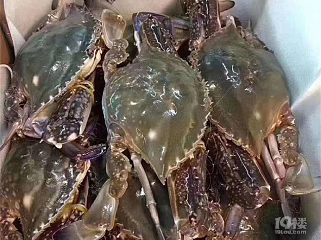 @所有人！久等了，开渔头批梭子蟹已上岸，饱满鲜美产地顺丰直发