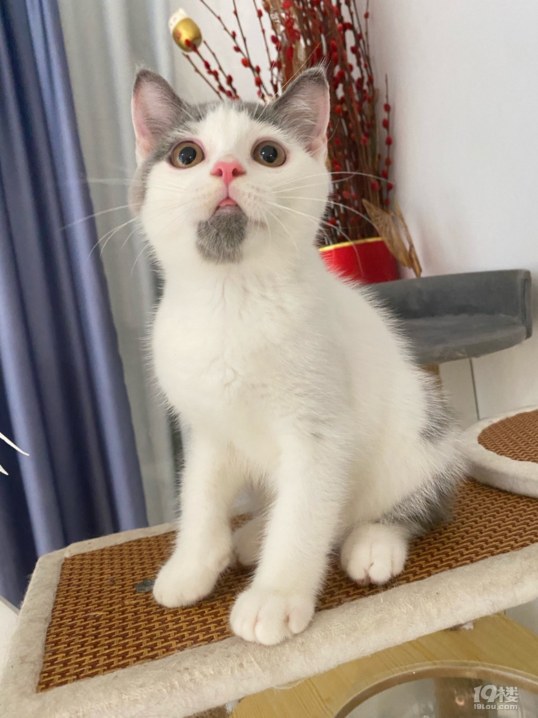 英短蓝白猫猫弟弟