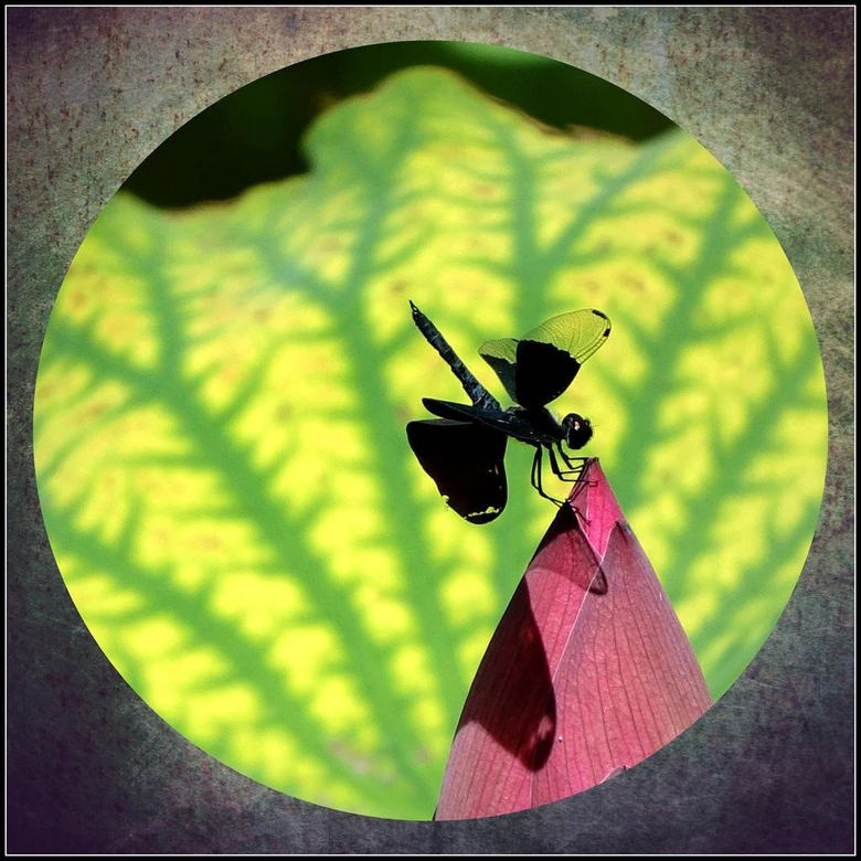 ؑ(yng)ŮTֺQӆTͣ{(dio)