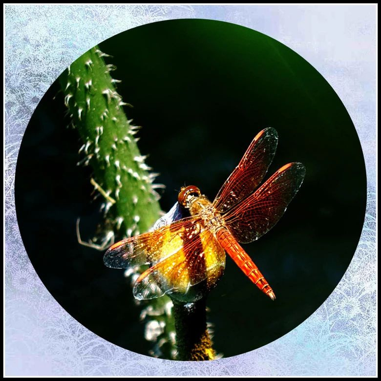 ؑ(yng)ŮTֺQӆTͣ{(dio)