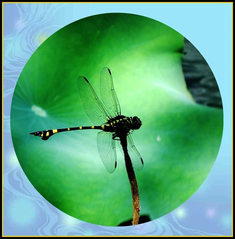 ؑ(yng)ŮTֺQ̣ӆTͣ{(dio)