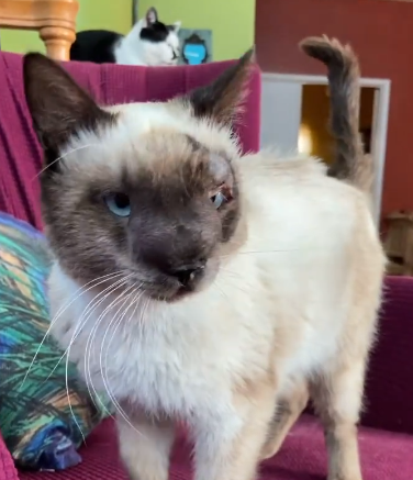 小猫咪脸部畸形遭抛弃,新主人:在我眼中,它最最最可爱!