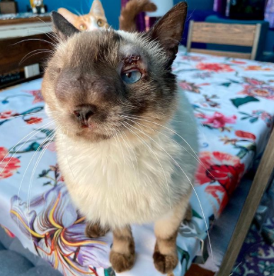 小猫咪脸部畸形遭抛弃,新主人:在我眼中,它最最最可爱!