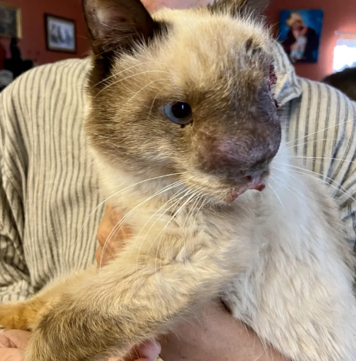 小猫咪脸部畸形遭抛弃,新主人:在我眼中,它最最最可爱!