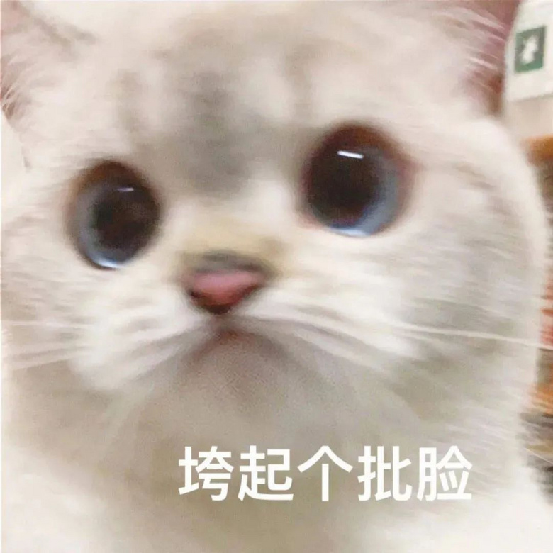 黃花大閨貓突然有了大孕肚,花重金一檢查……笑吐了哈哈哈